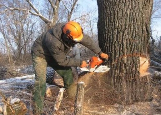Спиливание деревьев Бесплатный выезд специалиста и оценка! стоимость услуг и где заказать - Тула