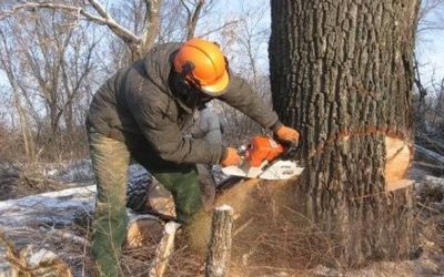 Спиливание деревьев Бесплатный выезд специалиста и оценка! - Тула, цены, предложения специалистов