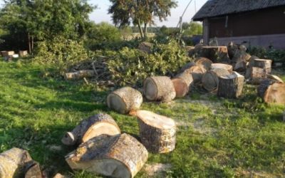 Спил и вырубка деревьев - Тула, цены, предложения специалистов